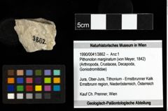 Foto (Objekt + Etiketten) von Pithonoton marginatum (von Meyer, 1842) 